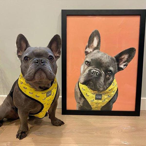 Dog wearing a yellow harness next to a framed portrait of another dog in a similar pose.