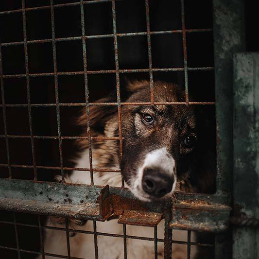 Feed Hungry Dogs - Custom pet art of your dog or cat by pop-your-pup