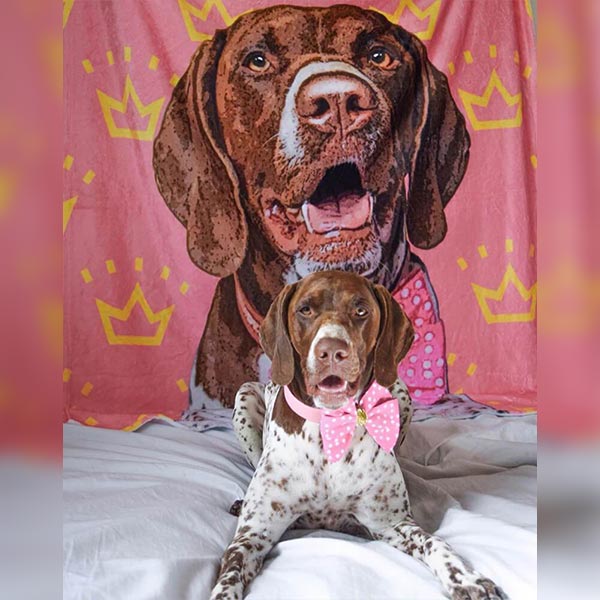 Dog with Fleece Blanket Background - Pop Your Pup