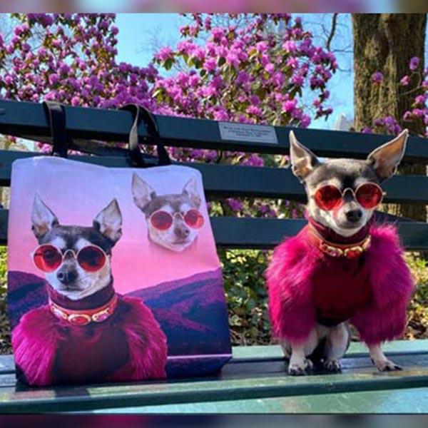 Chihuahua dog in pink woman handbag Royalty Free Vector